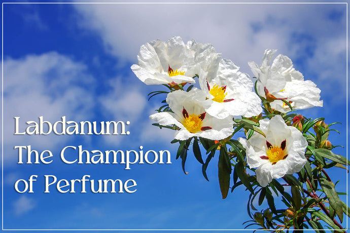 Labdanum (Cistus) Resin - The Champion of Perfume