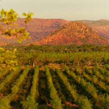 Load image into Gallery viewer, Indian Sandalwood - Santalum album