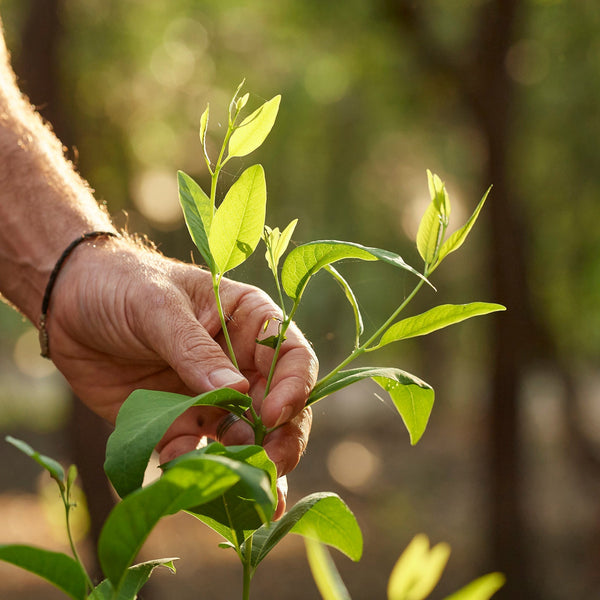 The Mysteries of Sandalwood