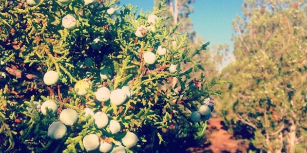 The Aromatic Smoke of Juniper: Resilience, Protection, and Hardiness