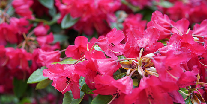 The Sacred Sense of Smell