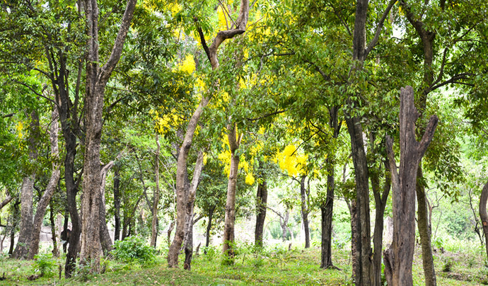 The Mysteries of Sandalwood