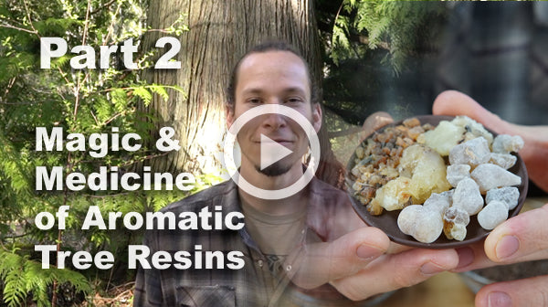 The Magic & Medicine of Aromatic Tree Resins, Part II